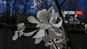 У Запоріжжі масово цвітуть магнолії: як виглядають популярні міські локації (ФОТОРЕПОРТАЖ)
