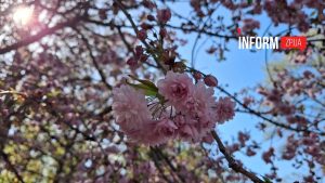 Магнолії, сакури та первоцвіти: весняний фоторепортаж з ботанічного саду Запоріжжя