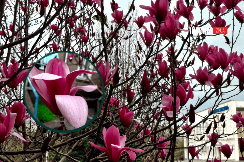 У Запоріжжі на бульварі Шевченка розквітли магнолії