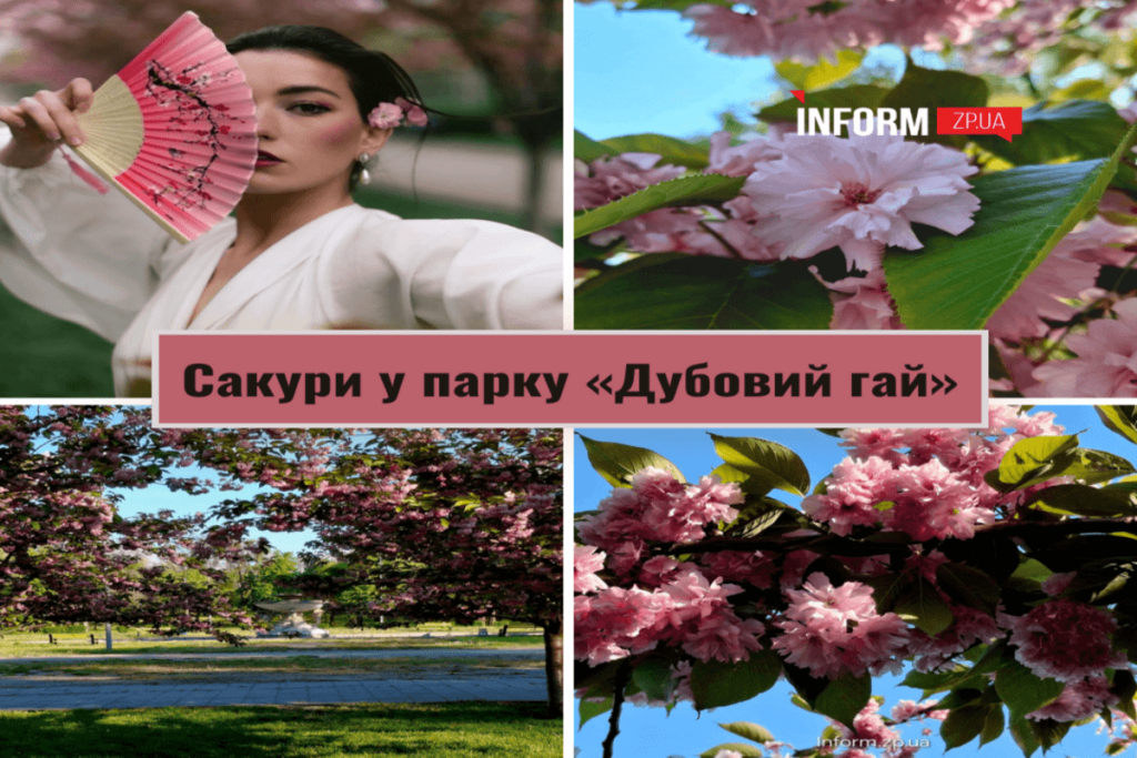 Алея сакур у "Дубовому гаю"