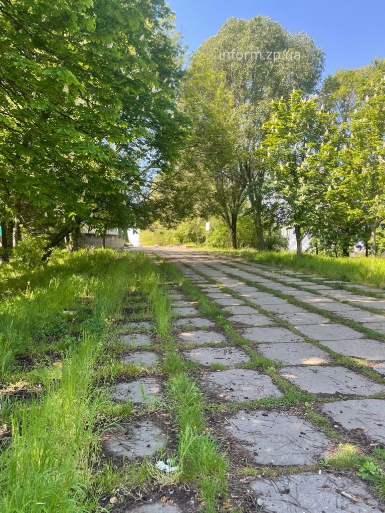 Сухие ивы, заросли и мусор: фоторепортаж из Запорожского речного порта
