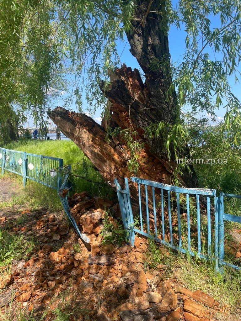 Сухие ивы, заросли и мусор: фоторепортаж из Запорожского речного порта