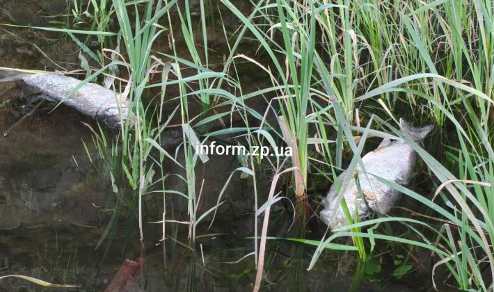 В Запорожье массово гибнет рыба после работы ДнепроГЭС (ФОТО)