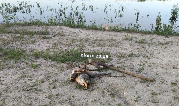 В Запорожье массово гибнет рыба после работы ДнепроГЭС (ФОТО)