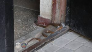 В Запорожье спасатели выловили змею из подъезда многоэтажки (ФОТО)