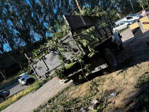 В Днепровском районе Запорожья незаконно срубили деревья: убытки превысили 3,6 тысяч гривен