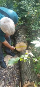 Незаконная вырубка в Запорожье: экоинспекция выявила уничтожение деревьев в Шевченковском районе