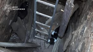 В Запорожье спасатели достали из четырёхметровой ямы двух котов