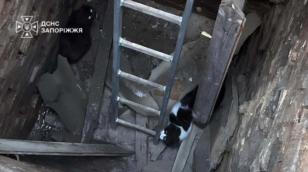 В Запорожье спасатели достали из четырёхметровой ямы двух котов
