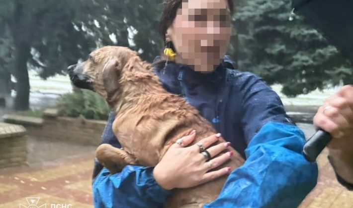 Запорожские спасатели трижды за сутки помогали животным