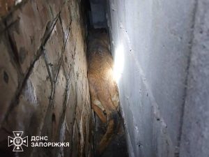 У Запоріжжі врятували собаку, який дві доби був без їжі та води