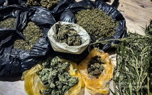 Вирощували канабіс і продавали препарати: у Запоріжжі затримали двох чоловіків (ФОТО)