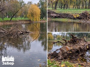 В «Дубовой роще» в Запорожье дерево упало в пруд – в КП «Титан» объяснили причину